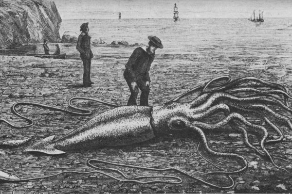 Kraken at17